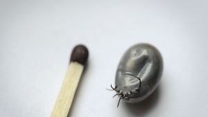 Svårt att bekämpa fästingarna med dagens kunskap. Fästingarna är små och svåra att hitta ibland men det lönar sig att anstränga sig för att avlägsna dem efter att man varit på skogspromenad. Bild: Yle/Seppo Sarkkinen