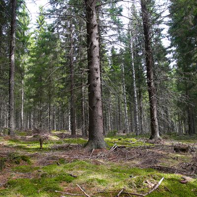 Kuusimetsä.