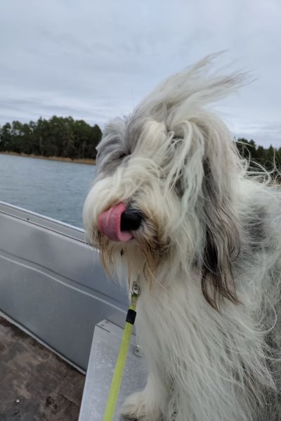 En hund i en båt. Hundens tunga är ute och hundens hår blåser i vinden.