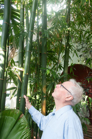 Olavi Luukkanen tittar på en bambu. Bambu är inte ett träd utan en grässort. Bambun kan i gynnsamma förhållanden växa till och med en meter per dag. Olavi Luukkanen