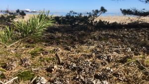 Sanddynerna på Tulluddens naturskyddsområde får inte exploateras i enligt planen. Utsikt mot en sandstrand. Blått hav, solen skiner, ett fraktfartyg syns i fjärran. På marken syns en massa barr, mossa och kottar. Tallkvistar.