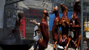En kock stekte hundar på fjolårets hundköttsfestival i Yulin 21.6.2016 En kock stekte hundar på fjolårets hundköttsfestival i Yulin 21.6.2016