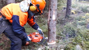 Anne Manner sågar fällskäret, mitt emot riktskäret. Anne Manner sågar fällskäret, mitt emot riktskäret.