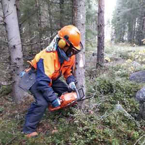 Först sågar man riktskäret, som består av två snedställda skär. Först sågar man riktskäret, som består av två snedställda skär.
