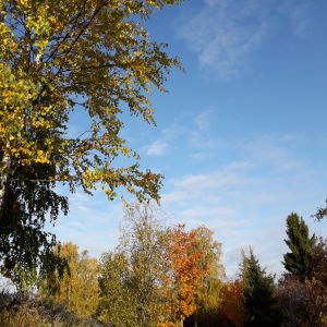 Vackra höstdagar passar bra för skogsarbete. Vackra höstdagar passar bra för skogsarbete.