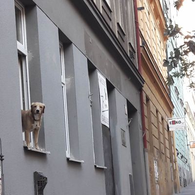 Hund står halvvägs ut från fönster