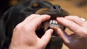 Hunden som bet Iines var en rottweiler, men Timo Hänninen säger att aggressivt beteende inte kan kopplas ihop med en enskild ras. rottweiler får bettskena