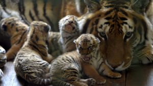 Tigermamma med ungar i tigerpark i Kina. Tigermamma med ungar.