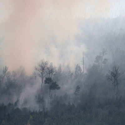 Savuava metsä metsäpalon jälkeen Siperiassa