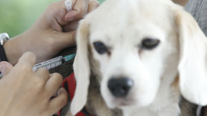 Rabiessprutan kan rädda hundens liv. Hunden på bilden är inte en av de åländska hundarna som det berättas om i artikeln. Hund får spruta med rabiesvaccin.