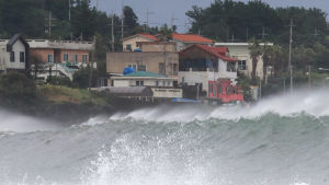 Havet stormar utanför ön Jeju i Sydkorea. Kraftiga vågor utanför ön Jeju i Sydkorea. Färggranna hus i bakgrunden.