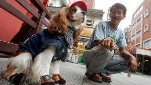 Japanilainen mies ja puettu koira