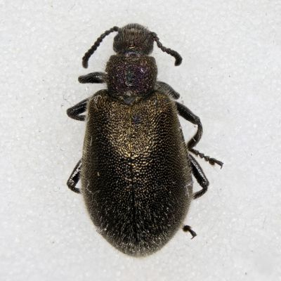 Rypälepakkausksesta löytynyt hyönteinen, kiiltäväkuorinen koppakuoriainen