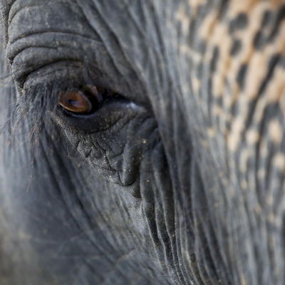 Lähikuva norsun silmästä Myanmarissa. 