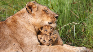 BBC:n uusi luontodokumenttisarja tutustuu erikoisiin emoihin ja verrattomiin vanhempiin.