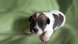Hundvalpar är söta, men dom blir förr eller senare stora. Hundvalp i valpbloggen.