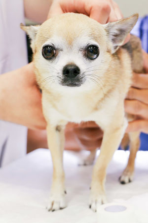 Chihuahua seisoo tutkimuspöydällä tutkittavana