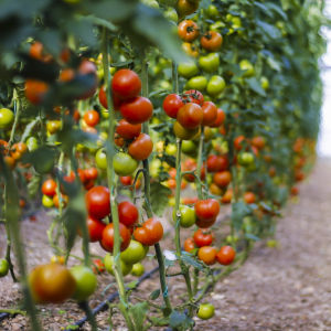 Tomater i olika färger i ett växthus.