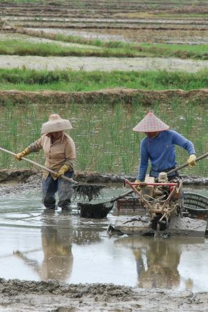 Slätterna i centrala Thailand domineras av risfält. Vanligen är skördarna så rikliga att många jordbrukare kan göra bra ifrån sig ekonomiskt. Två jordbrukare arbetar med vatten upp till knäna på ett risfält i Thailand.