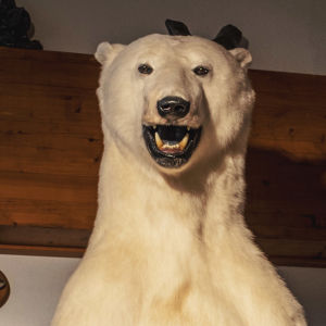 Jääkarhupatsas, joka muistuttaa täytettyä jääkarhua.