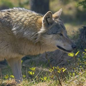 Canis Lupus Lupus