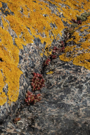 Kaksi erilaista jäkälälajia kasvavat kalliolla.