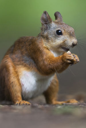 orava