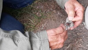 Blått ordensband. En person håller med sina fingrar upp de gråaktiga vingarna på en stor fjäril, blåbandat ordensfl.
