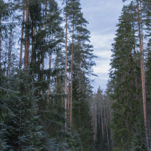 Stora granar och tallar växer i en skog.