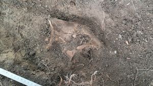 Hästkraniet är lite svårt att urskilja, men huvudet är svängt med mulen mot höger. När osteologen Kristiina Mannermaa undersökte skallen närmare märkte hon ett hål i pannan på djuret. Hästar avlivades alltid med en kula i huvudet. Ett hästkranium halft synligt i jorden.