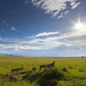 Kenian safarilla taltiointi näkymä leijonalaumasta ja auringon säteistä.