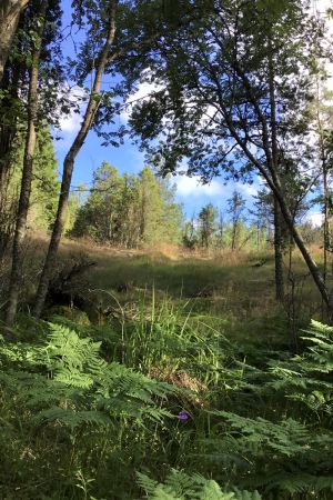 Också skogar med berg ingår. En del av fastigheten norr om Baggövägen i juli 2020. Ett skogslandskap, ett litet berg. Solen skiner, sommar, träd av olika slag, gräs och ormbunke, blå himmel.