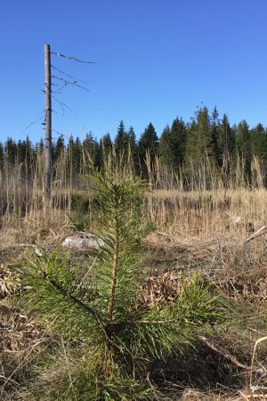 Det här kalhygget i Täktom för några år sedan kan vara ett av de sista i Hangö stads skogar på åtminstone tio år. Ett område som kalavverkats för några år sedan. Det växer gräs och några små trädplantor skymtar.