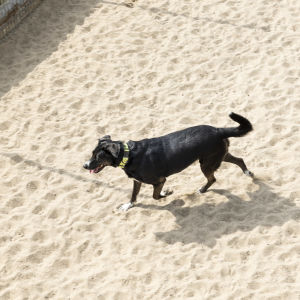 Koira kävelee hiekalla. 
