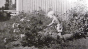 Hasse, redan då förtjust i buskar och blommor. svartvitt fotografi på en ung pojke som rör vid en blombuske, Hans Wikström som ung