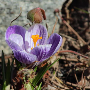 Blomma på våren.