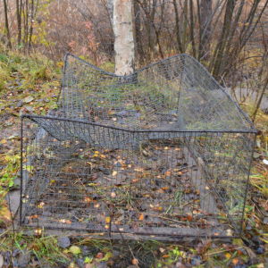 Markägare kan spänna upp fällor för mårdhund eller mink utan jaktkort. En söndrig mårdhundsfälla vid en björk i småbåtshamnen i Jägarbacken.