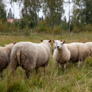 Lauma lampaita korkean heinän keskellä
