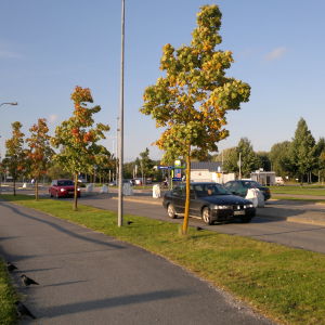 Två bilar åker längs Strandvägen en solig höstdag då träden börjar bli gulare och rödare.