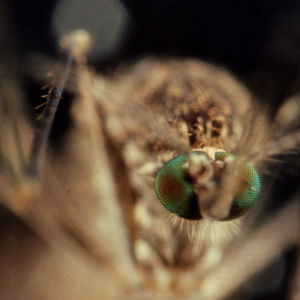 Tutkijat ovat löytäneet uutta tietoa hyttysen herkästä biologiasta ja sen levittämistä taudeista.