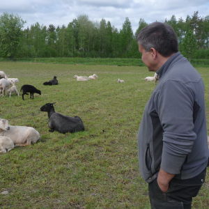 Anders Norrback står och ser på ett tjugotal får.
