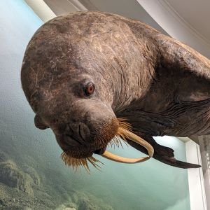 Haminan täytetty mursu on ripustettu kattoon roikkumaan