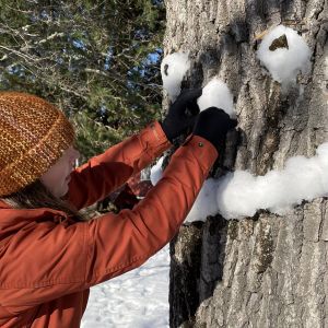 Ida Berg tekee lumesta suun, silmät ja nenän tammen puunrunkoon.