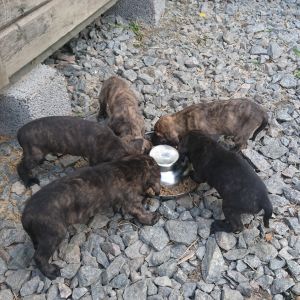 Viisi koiranpentua ruokakupin äärellä