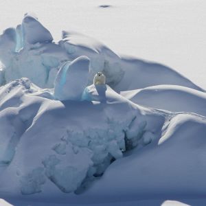 En isbjörn i sydöstra Grönland som står på en stor kulle is och snö.