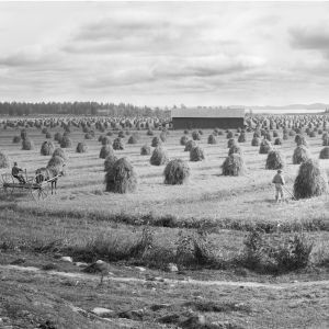 Mustialan maanviljelysopiston pelto vuonna 1899