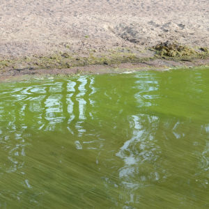 Mellstens badstrand, alger i havet