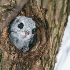 Liito-orava kurkkaa pesästään