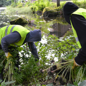 Två män river växter vid vattendrag.
