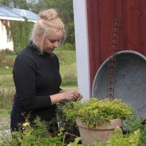 Det Ellen Järvinen inte får tag på brukar hon odla själv. Ellen Järvinen plockar örter i sin odling